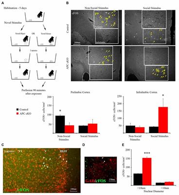 Social Stimulus Causes Aberrant Activation of the Medial Prefrontal Cortex in a Mouse Model With Autism-Like Behaviors